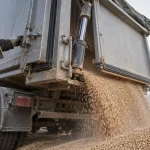 Benne céréaliere sur une aire agricole, vérin et flux de grains